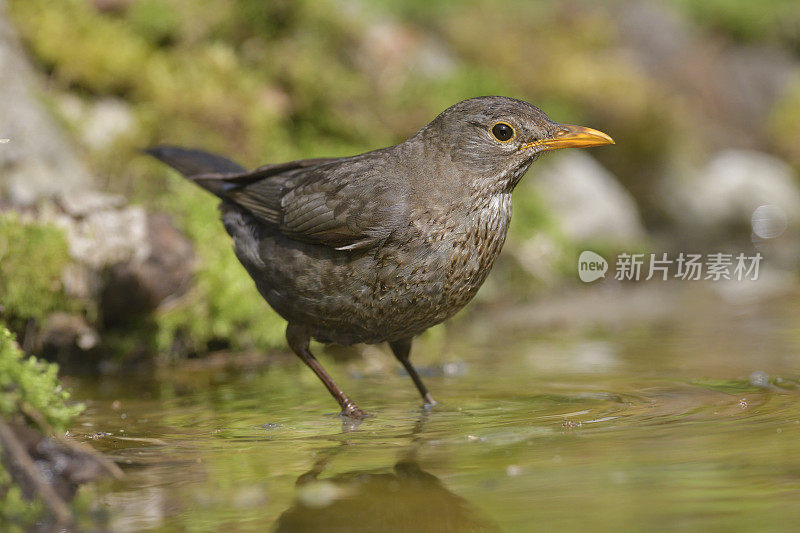 母黑鸟(Turdus turla)